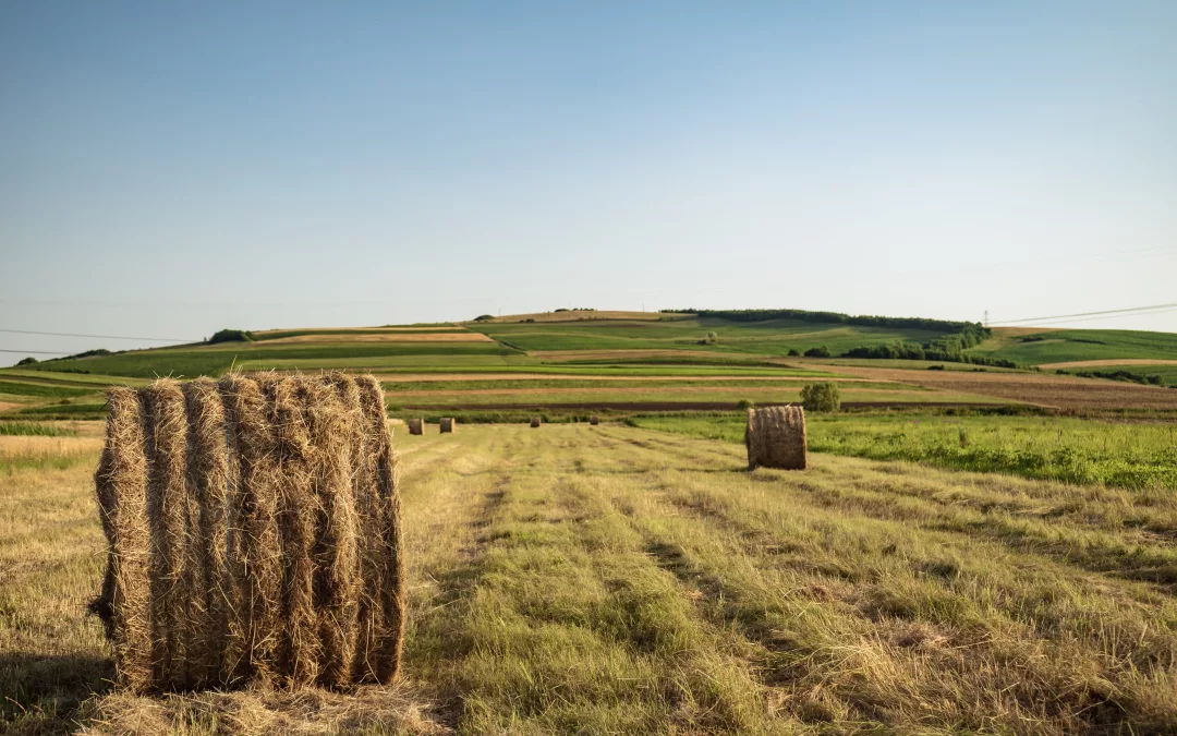 The potential impact of the Nature Restauration Law on rural stakeholders